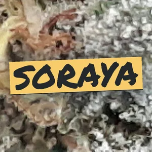 Soraya Cannabis Strain