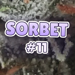 Sorbet #11 Cannabis Strain