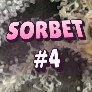 Sorbet #4 Cannabis Strain