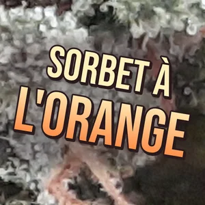 Sorbet à L'orange Cannabis Strain