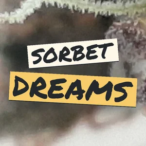 Sorbet Dreams Cannabis Strain