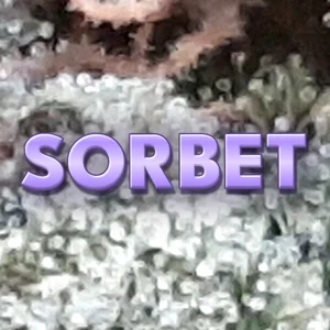 Sorbet Cannabis Strain
