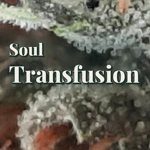 Soul Transfusion Cannabis Strain