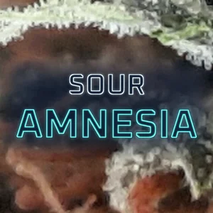 Sour Amnesia Cannabis Strain
