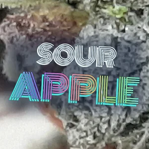 Sour Apple Cannabis Strain