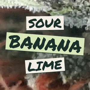 Sour Banana Lime Cannabis Strain