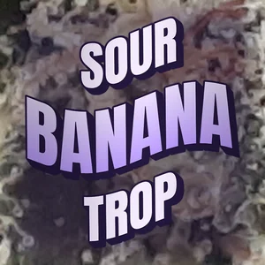 Sour Banana Trop Cannabis Strain