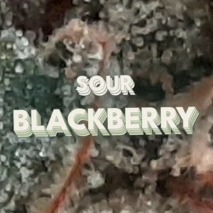 Sour Blackberry Cannabis Strain