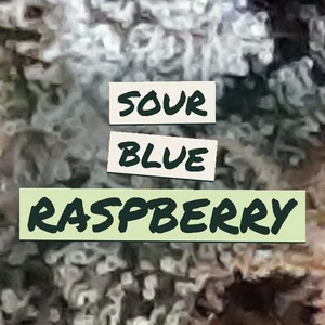 Sour Blue Raspberry Cannabis Strain