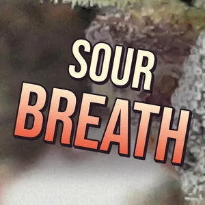Sour Breath Cannabis Strain