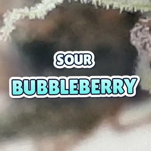 Sour Bubbleberry Cannabis Strain