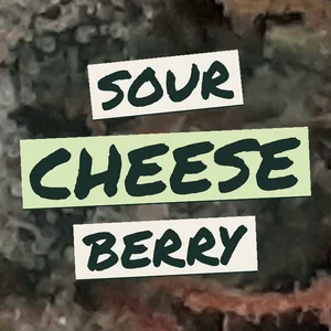 Sour Cheese Berry Cannabis Strain