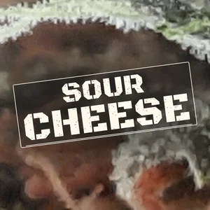 Sour Cheese Cannabis Strain