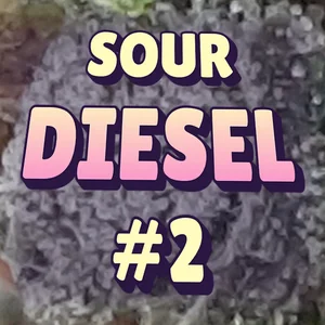 Sour Diesel #2 Cannabis Strain