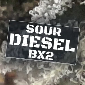 Sour Diesel BX2 Cannabis Strain