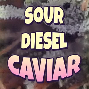Sour Diesel Caviar Cannabis Strain