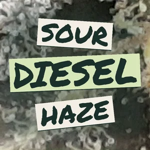 Sour Diesel Haze Cannabis Strain