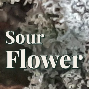 Sour Flower Cannabis Strain