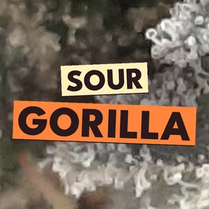 Sour Gorilla Cannabis Strain