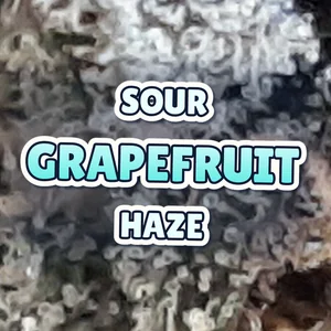 Sour Grapefruit Haze Cannabis Strain