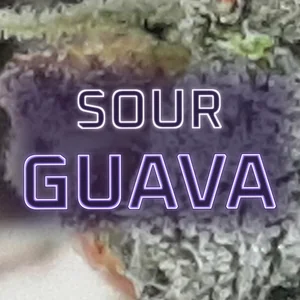 Sour Guava Cannabis Strain