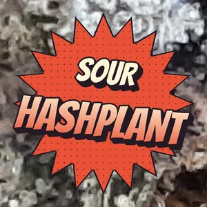 Sour Hashplant Cannabis Strain