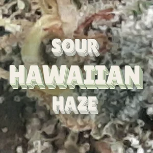 Sour Hawaiian Haze Cannabis Strain