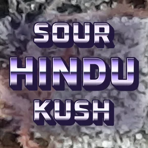 Sour Hindu Kush Cannabis Strain