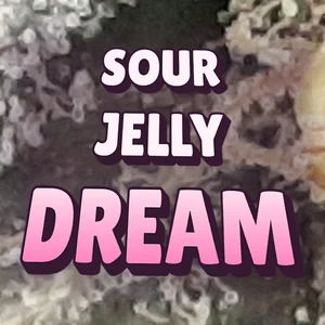 Sour Jelly Dream Cannabis Strain
