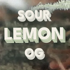 Sour Lemon OG Cannabis Strain
