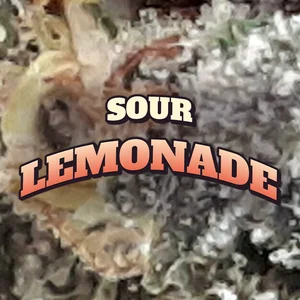 Sour Lemonade Cannabis Strain