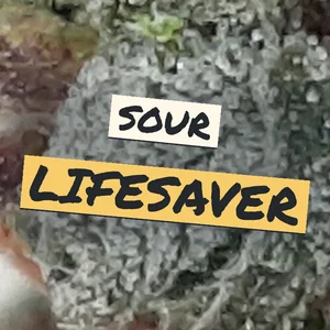 Sour Lifesaver Cannabis Strain