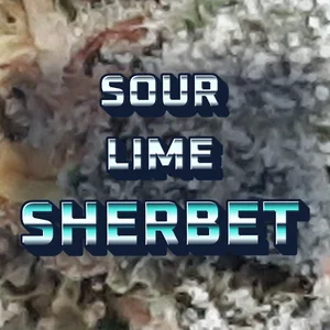 Sour Lime Sherbet Cannabis Strain