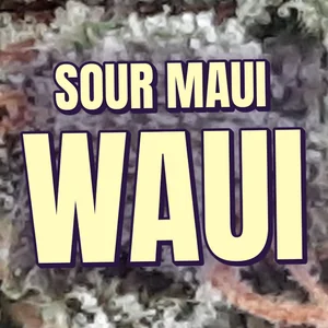 Sour Maui Waui Cannabis Strain