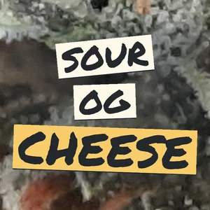 Sour OG Cheese Cannabis Strain