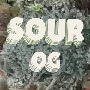 Sour OG Cannabis Strain