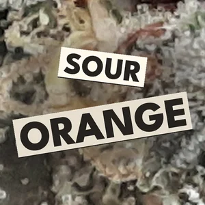 Sour Orange Cannabis Strain