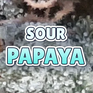 Sour Papaya Cannabis Strain