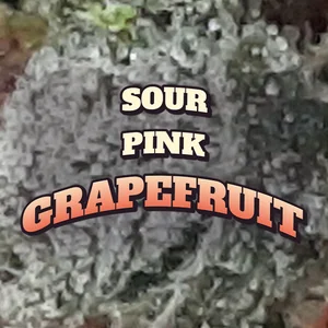 Sour Pink Grapefruit Cannabis Strain