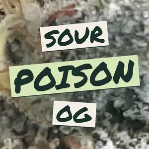 Sour Poison OG Cannabis Strain