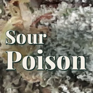 Sour Poison Cannabis Strain