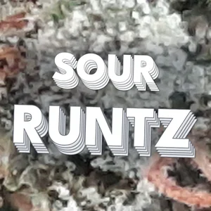 Sour Runtz Cannabis Strain
