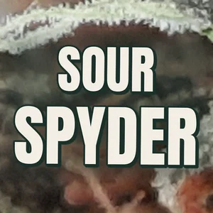 Sour Spyder Cannabis Strain