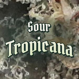 Sour Tropicana Cannabis Strain
