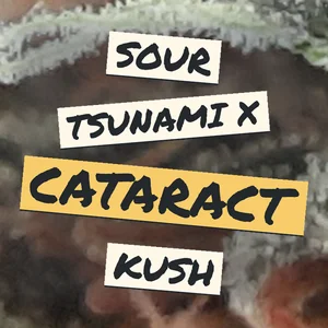 Sour Tsunami x Cataract Kush Cannabis Strain
