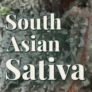 South Asian Sativa Cannabis Strain