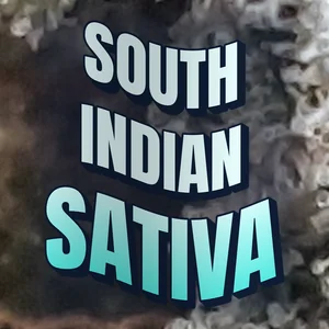 South Indian Sativa Cannabis Strain