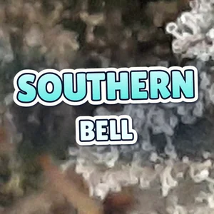 Southern Bell Cannabis Strain