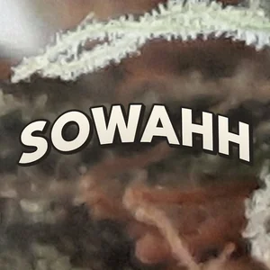 Sowahh Cannabis Strain