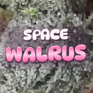 Space Walrus Cannabis Strain